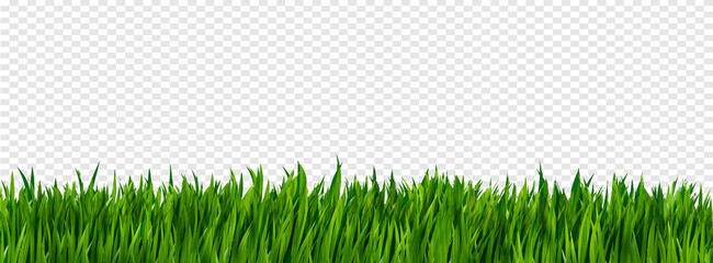 Bright green realistic grass border isolated on transparent background