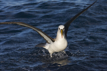 Atlantic Yellow-nosed Albatross, Atlantische Geelsnavelalbatros,Thalassarche chlororhynchos