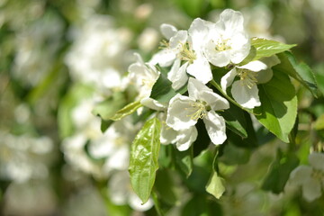 Tender white apple tree in bloom, natural background