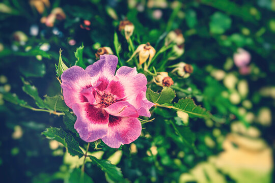 Blumenmeer aus Floribundarosen im Sommer im Fokus- Familie aus lila Blumen im Gruga Park in Essen als rote Rosen im Beet - Polyantha-Hybriden - Rosenblume