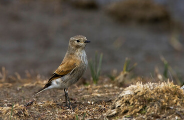 Roodrugnegrito, Austral Negrito, Lessonia rufa