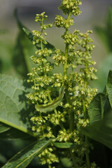 Bitter docks has a lot of tiny flowers and wavy and crispate leaves.