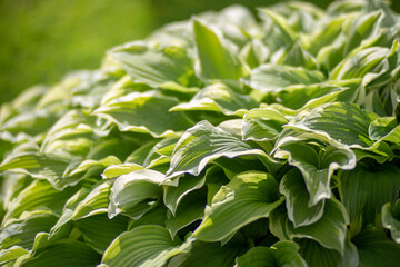 Hosta is a garden perennial plant with large leaves. One of the best plants for the garden.