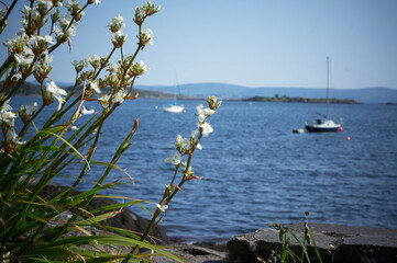 Waterside with boat and trees 