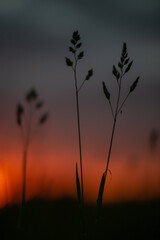 Obraz premium Stems of field plants against the background of a summer sunset.