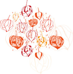 Physalis, Chinese lanterns, handdrawn illustrations, in red, orange and yellow, on white background