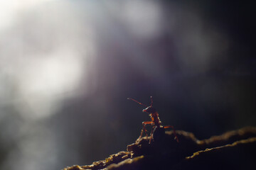 The ant sits on the edge of the anthill and looks into the distance