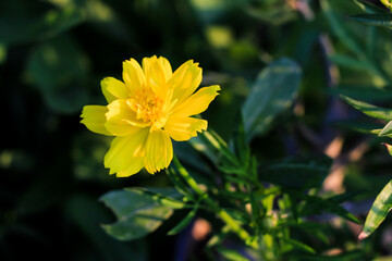 Close up beautiful yellow cosmos flowers bloomimg in garden