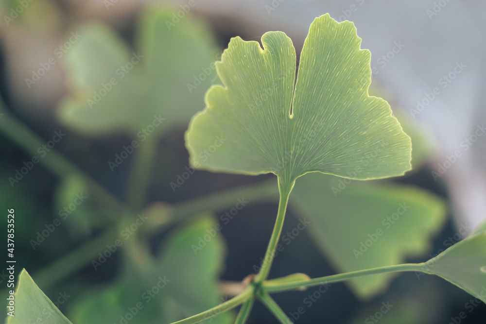 Poster close up of green leaf ginkgo on a ginkgo biloba little tree. macro photography view.