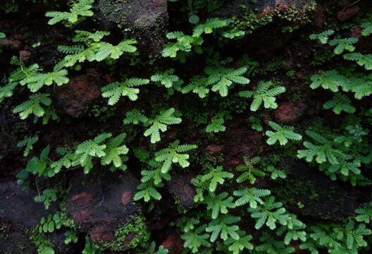 The spikemosses (Selaginella) Or lesser Clubmosses In The Forest