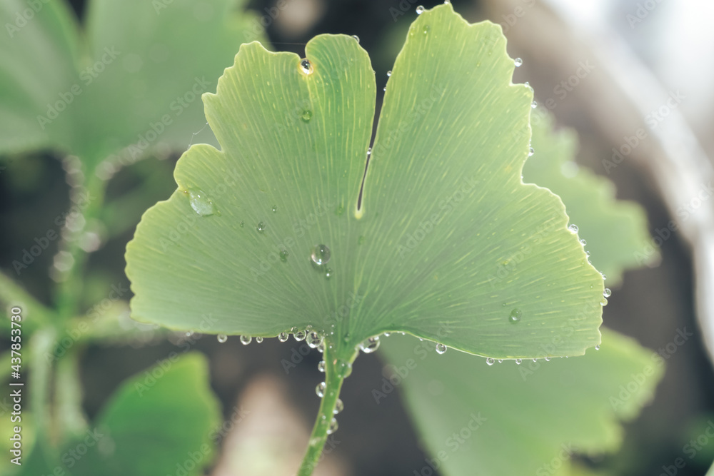Poster close up of green leaf ginkgo on a ginkgo biloba little tree. macro photography view.