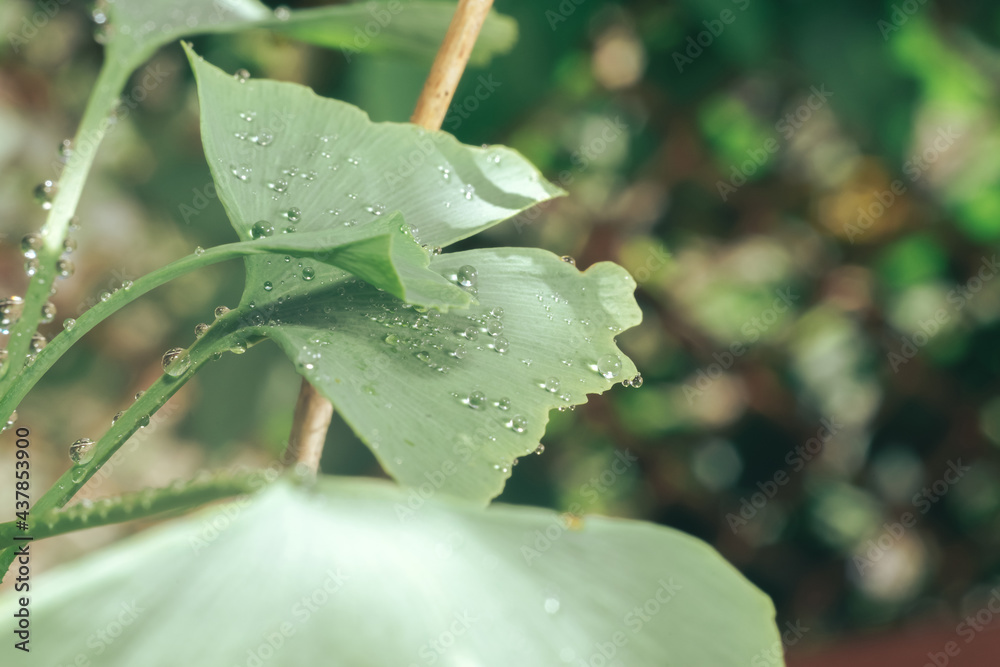 Poster close up of green leaf ginkgo on a ginkgo biloba little tree. macro photography view.