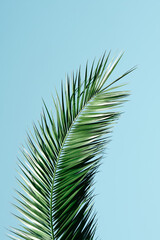 green palm tree leaves in spring season
