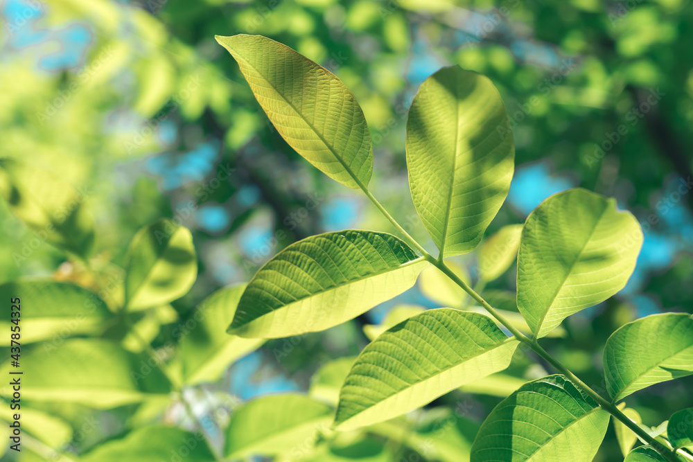 Aufkleber beautiful green tree look up. background pattern for design.