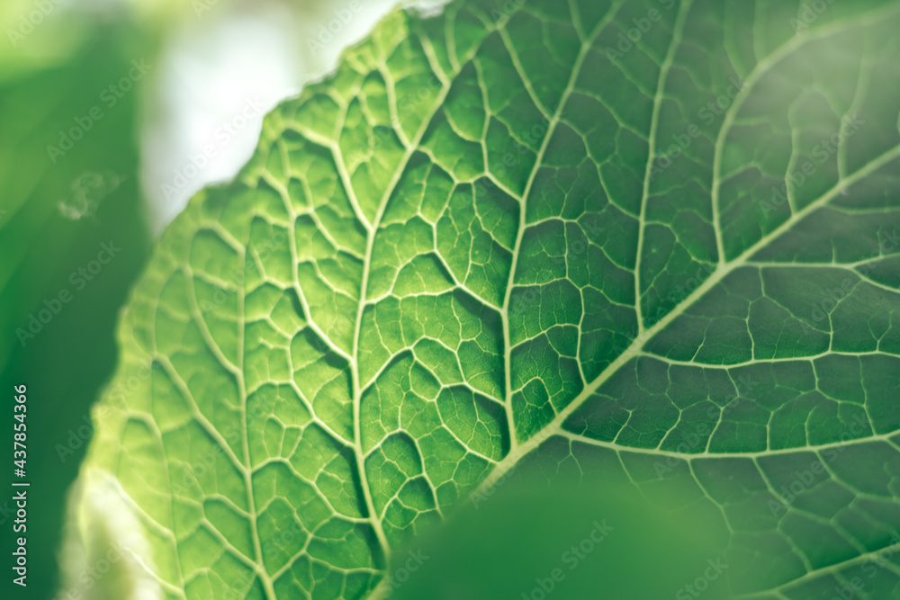 Aufkleber beautiful green tree look up. background pattern for design.