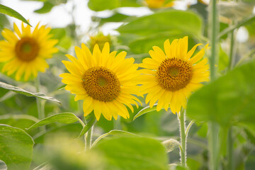 Close-up of sunflowers in the sunflower field.  ヒマワリ畑のひまわりのクローズアップ