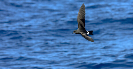 Band-rumped Storm-petrel, Madeirastormvogeltje, Oceanodroma castro