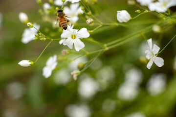 春の訪れを告げる鮮やかな花