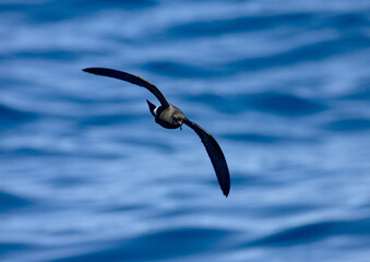 Band-rumped Storm-petrel, Madeirastormvogeltje, Oceanodroma castro