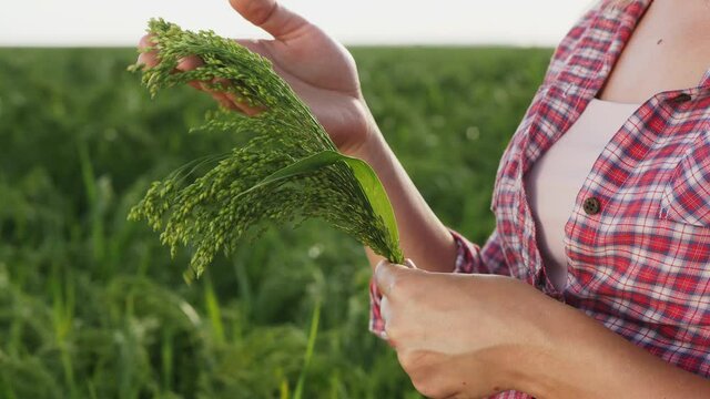 Woman examines ripening millet in the field, close up hands