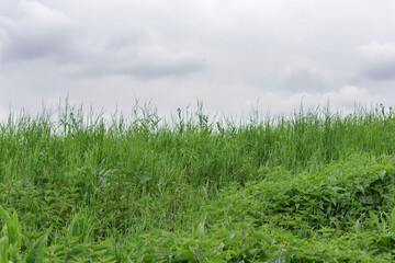 Obraz na płótnie Canvas Green grass on the hill. Grey sky