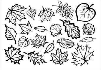 A set of leaves. Black and white illustration in the form of a logo or sign. Silhouette for cutting on a plotter, suitable for SVG format.