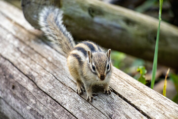 シマリスを間近で眺める
