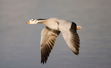 Bar-headed Goose, Indische Gans, Anser indicus