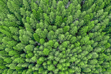 Pine woods background, green forest backdrop, above drone view. 