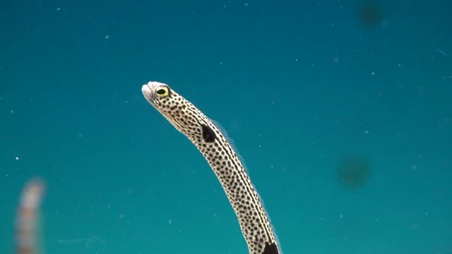 Spotted Garden Eels looking around and feeding itself. Closeup shot of Heteroconger Hassi. 4K