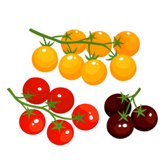 Vector colorful set of tomatoes cherry isolated on white. - 437855788