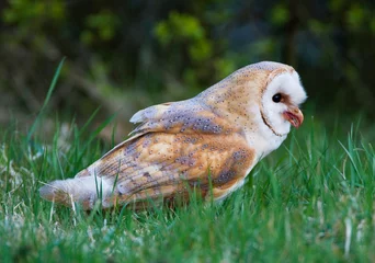 Foto auf Acrylglas Kerkuil, Barn Owl, Tyto alba © AGAMI