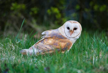 Tischdecke Kerkuil, Barn Owl, Tyto alba © AGAMI