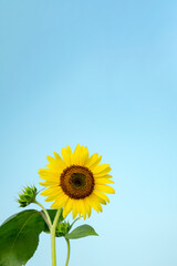 Obraz premium The Sunflower under the blue sky. 青空の下のひまわり