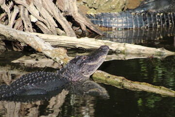 Alligators gather in the Louisiana Swamps