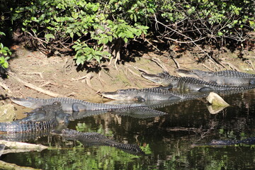 Alligators gather in the Louisiana Swamps