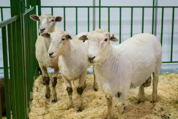 Flock of cute white sheep at agricultural animal exhibition, small cattle trade show. Farming, agriculture industry, livestock and animal husbandry concept