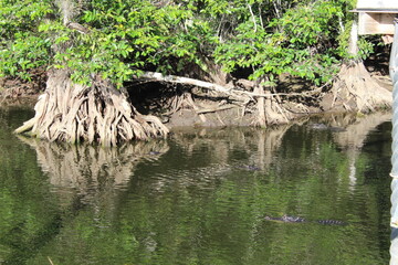 Alligators gather in the Louisiana Swamps