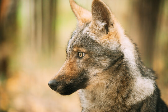 Funny Curious Young Puppy Gray Wolf. Close Up Portrait Of Cub Wolf, Canis Lupus, Gray Wolf, Grey Wolf