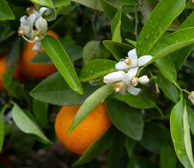 Valencian orange and orange blossoms. Spain. Spring harvest