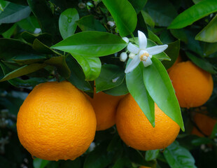 Valencian orange and orange blossoms. Spain. Spring harvest