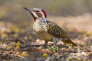 Bennetts Specht, Bennett's Woodpecker, Campethera bennettii