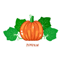 Pumpkin and leafs colorful vegetable vector icon