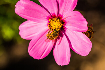 Biene Honigbiene Pollen auf Blume Nektarsuche Süßes Blüten Sommer - 437858792