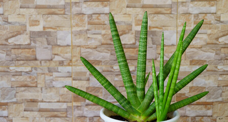Dracaena angolensis placed next to the tiled wall