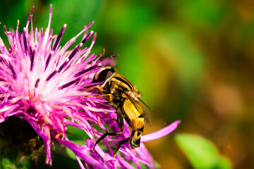 Biene Honigbiene Pollen auf Blume Nektarsuche Süßes Blüten Sommer - 437858951
