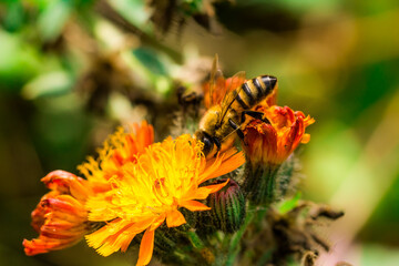 Biene Honigbiene Pollen auf Blume Nektarsuche Süßes Blüten Sommer - 437859123