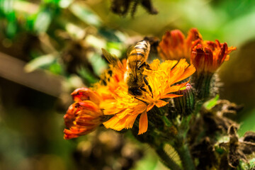 Biene Honigbiene Pollen auf Blume Nektarsuche Süßes Blüten Sommer - 437859364
