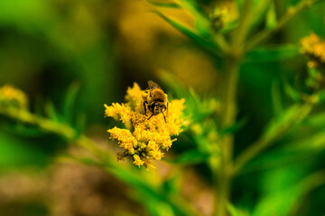Biene Honigbiene Pollen auf Blume Nektarsuche Süßes Blüten Sommer - 437859580