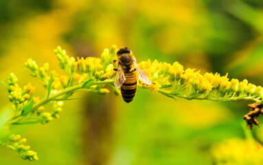 Biene Honigbiene Pollen auf Blume Nektarsuche Süßes Blüten Sommer - 437859798